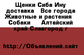 Щенки Сиба Ину доставка - Все города Животные и растения » Собаки   . Алтайский край,Славгород г.